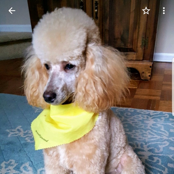 Meet your Posher, Ashlee - Picture 1 of 1